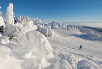 A skier among snow ghosts makes his way down a groomed run in a beautiful environment at sunrise at the top of Sun Peaks Resort, Thompson Okangan region, British Columbia, Canada — Stock Photo
