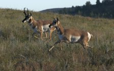 Pronghorn antelopes on grassy hillside running in Custer State Park, South Dakota, USA — Stock Photo