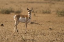 Pronghorn antelope standing on arid ground of New Mexico, USA — Stock Photo