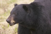 Close-up de urso negro americano andando no Parque Nacional Kootenay, Colúmbia Britânica, Canadá — Fotografia de Stock