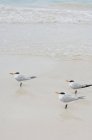 Royal terns on Tulum Beach in Quintana Roo, México - foto de stock