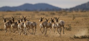 Pronghorns correndo na pradaria do Novo México, EUA — Fotografia de Stock