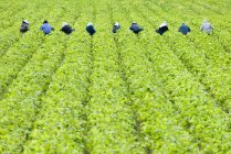 Рабочие собирают клубнику на ферме в Ковичанской долине недалеко от Дункана, остров Ванкувер, Британская Колумбия, Канада . — стоковое фото