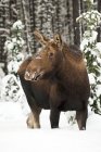 Mucca alce in piedi e guardando altrove in inverno Jasper National Park, Alberta, Canada — Foto stock