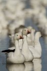 Snow geese swimming in Bosque Del Apache, New Mexico, USA — Stock Photo