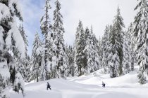 Люди катаются на снегоступах в горах в парке Mount Seymour Provincial Park, Ванкувер, Британская Колумбия, Канада — стоковое фото