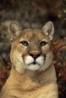 Close-up portrait of mountain lion outdoors — Stock Photo