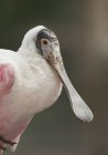 Pájaro espátula rosado con pico largo, primer plano . - foto de stock