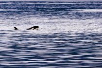 Orca ballena nadando en el agua cerca de la isla de Vancouver, Columbia Británica - foto de stock