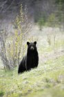 Black bear alert on green meadow of Banff National Park, Alberta, Canada — Stock Photo