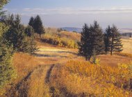 Fogliame autunnale in campagna rangeland di Porcupine Hills, Alberta, Canada . — Foto stock