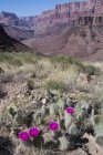 Cactus de poires piquantes Mojave aux fleurs roses au Tanner Trail de Grand Canyon, Arizona, USA — Photo de stock