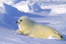 Vista panorámica del cachorro de foca arpa que descansa sobre la nieve . - foto de stock