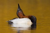 Полотно качка плаває в озері з головою вгору . — стокове фото
