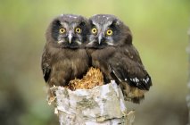 Boreal owlets perching on tree stump, close-up. — Stock Photo