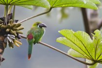 Uccello toucanet cremisi arroccato su un ramo in Ecuador . — Foto stock