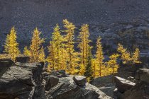 Альпийские лиственницы в осенней листве на озере Охара в Национальном парке Йохо, Британская Колумбия Канада . — стоковое фото