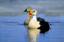 Male and female king eiders on tundra pond. — Stock Photo