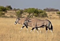 Antilopi Gemsbok al pascolo nella Riserva Naturale del Kalahari Centrale, Botswana, Africa — Foto stock