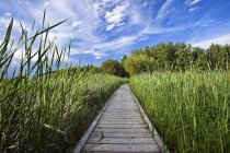 Boardwalk through marsh in Grand Beach Provincial Park, Manitoba, Canada — Stock Photo