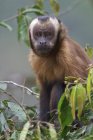 Mono capuchino marrón sentado en el follaje del árbol . - foto de stock
