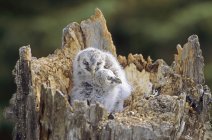 Grandes polluelos de búho gris sentados en el nido encima del tocón de álamo . - foto de stock