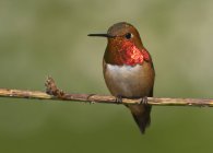 Kolibri, der im Freien auf einem Ast hockt, in Großaufnahme. — Stockfoto