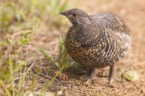 Close-up of female spruce grouse in forest — Stock Photo