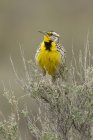 Western meadowlark perched on tree top outdoors. — Stock Photo