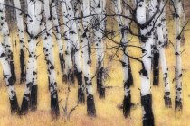 Tronchi di betulla nella foresta dorata in autunno — Foto stock