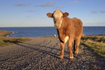 Kuh im Sonnenlicht auf cheticamp island in nova scotia, kanada — Stockfoto