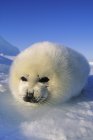 Primer plano de la foca de arpa tumbada en la nieve y mirando en la cámara . - foto de stock
