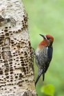 Red-breasted sapsucker perched on tree trunk. — Stock Photo