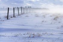 Trees and fence and pasture in winter fog, Water Valley, Alberta, Canada. — Stock Photo