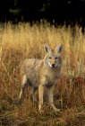 Coyote in piedi in erba autunnale e guardando in macchina fotografica . — Foto stock