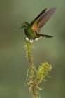 Buff-tailed coronet perching on mossy branch in rainforest. — Stock Photo