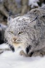 Lynx avec fourrure couverte de neige, portrait — Photo de stock