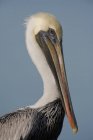 Коричневый пеликан против голубого неба, портрет крупным планом — стоковое фото
