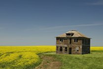 Colonica abbandonata e campo di colza vicino a Leader, Saskatchewan, Canada — Foto stock