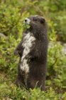Vancouver Island Marmot eating leaves in green alpine meadow. — Stock Photo