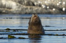 Steller sea lion swimming at Gulf Islands in Canada. — Stock Photo