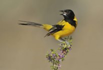 Male Audubons oriole singing on flowery perch — Stock Photo