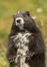 Vancouver Island Marmot com padrão de pele em pé na grama do prado, close-up . — Fotografia de Stock
