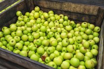 Granny Smith apples in wooden bin at produce market. — Stock Photo