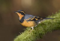 Varied thrush perched on mossy branch, close-up. — Stock Photo