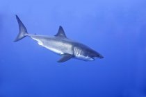 Grande tubarão branco nadando na água do mar azul . — Fotografia de Stock