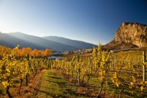 Autumnal vineyard fields in Okanagan Falls, Okanagan Valley, British Columbia, Canada. — Stock Photo