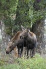 Jeunes orignaux dans la forêt du Wyoming, États-Unis — Photo de stock