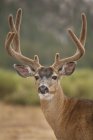 Close up shot of mule deer looking at camera — Stock Photo
