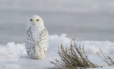 Вид сзади на снежную сову с повернутой головой на снегу . — стоковое фото